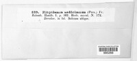 Rhytisma salicinum image